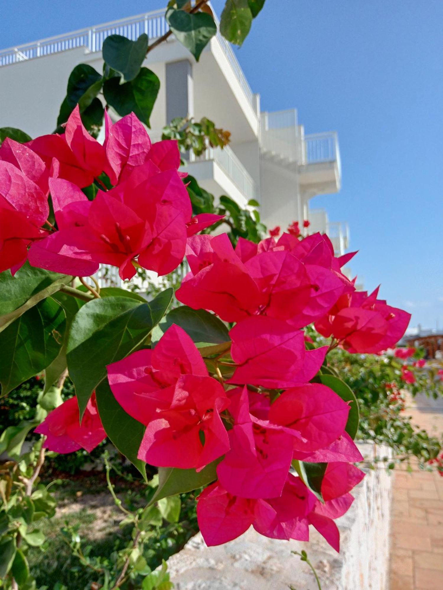Color Dream * Monopoli